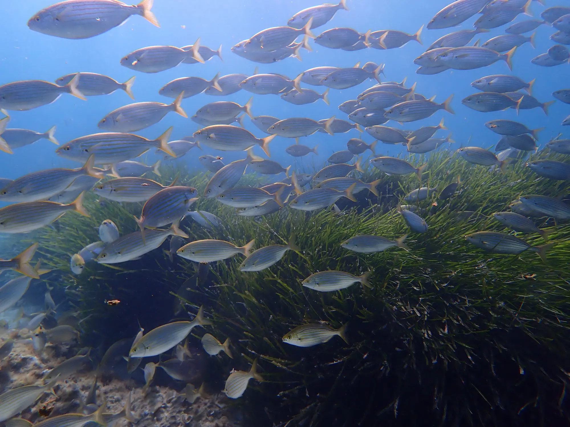 Snorkel en una reserva natural de Mallorca 5